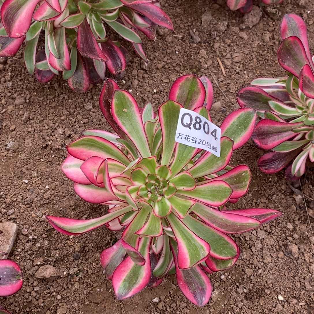 804香奈鹅多肉植物