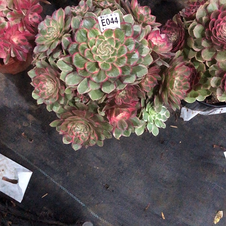 待***腰莲花座多肉044000000000000