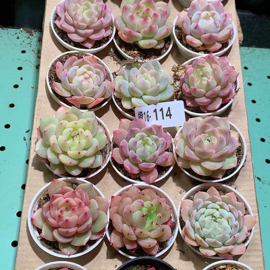 16-114一物一拍带盆18颗