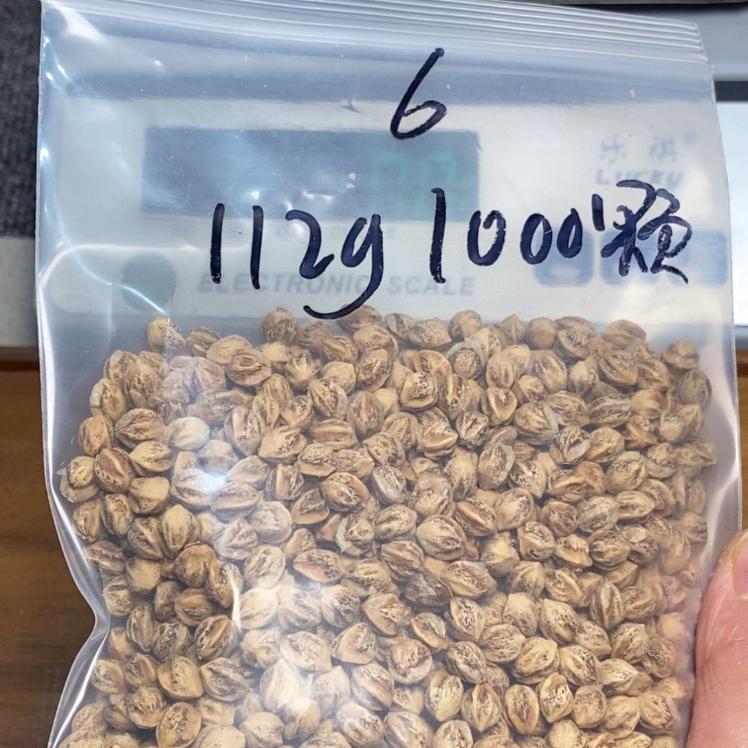 吊坠柏香籽/百香籽