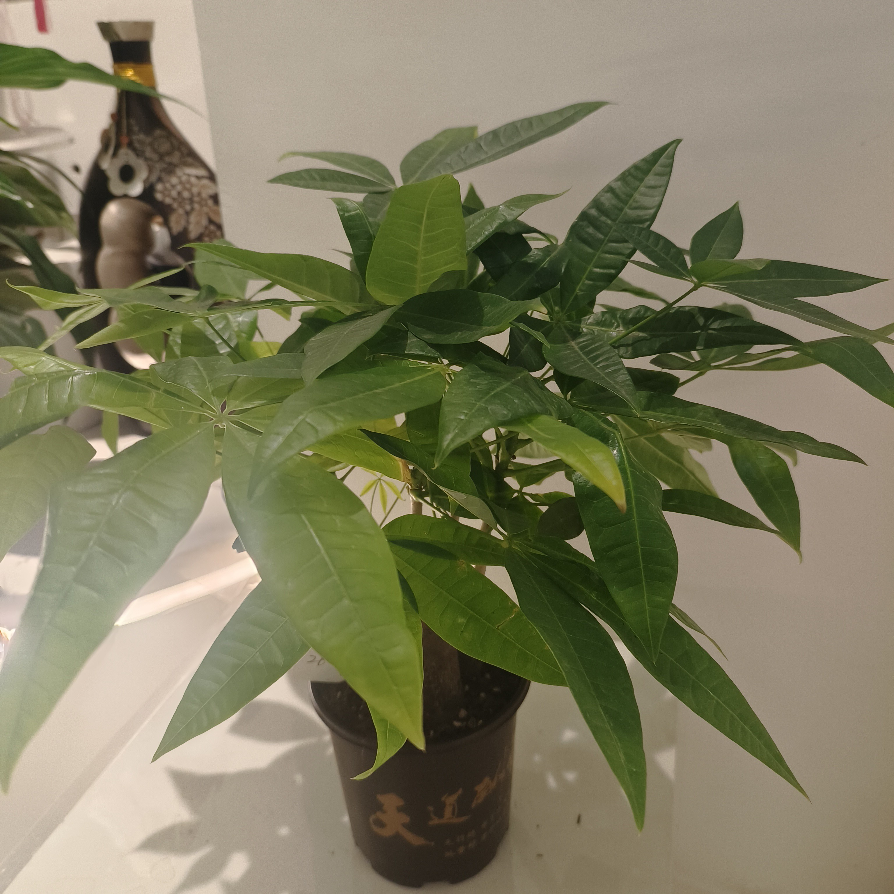 桌面小发财树，迷你招财绿植。好养易活。小时达配送。