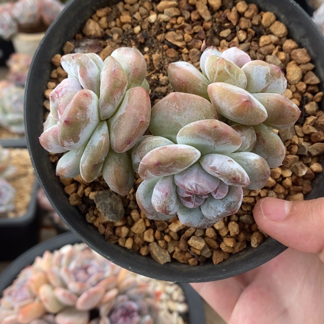 三头绿底紫心短圆肥 