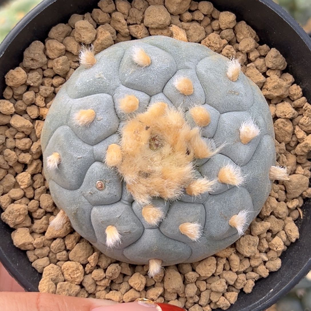 m505佛头蓝白金毛