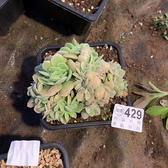 岚***美星娜塔缀化不售后429 亏本处理退款拉黑 需延迟发货