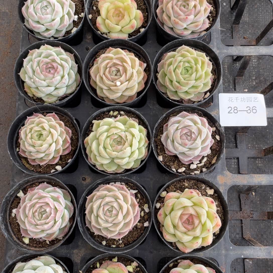 宇***雕一物一拍18棵28-36