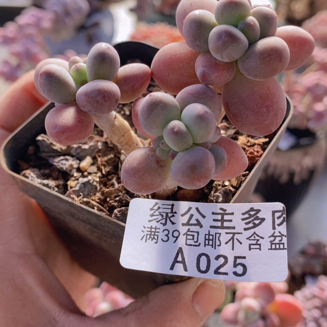一代苹果奶老桩6cm025多肉植物