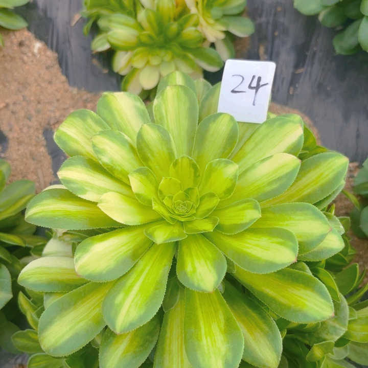 五彩琉璃多肉多肉植物24号