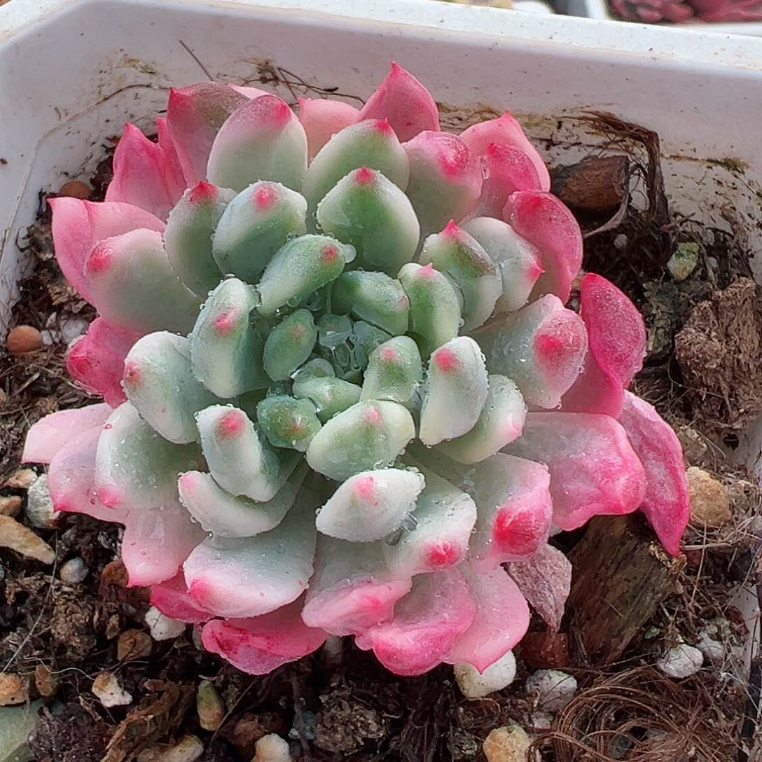 蓝苹果锦，覆轮锦