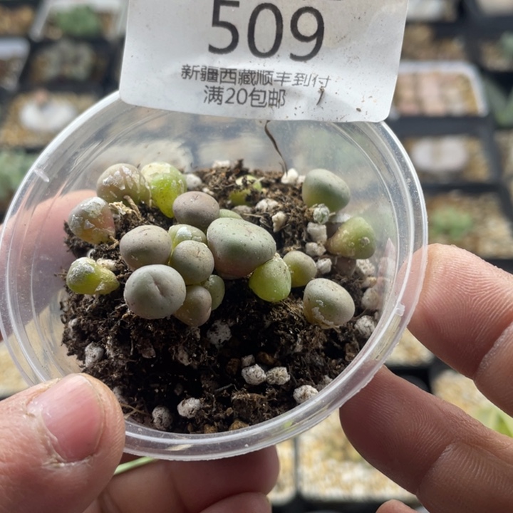 佳人园艺 上福利啦嘴509