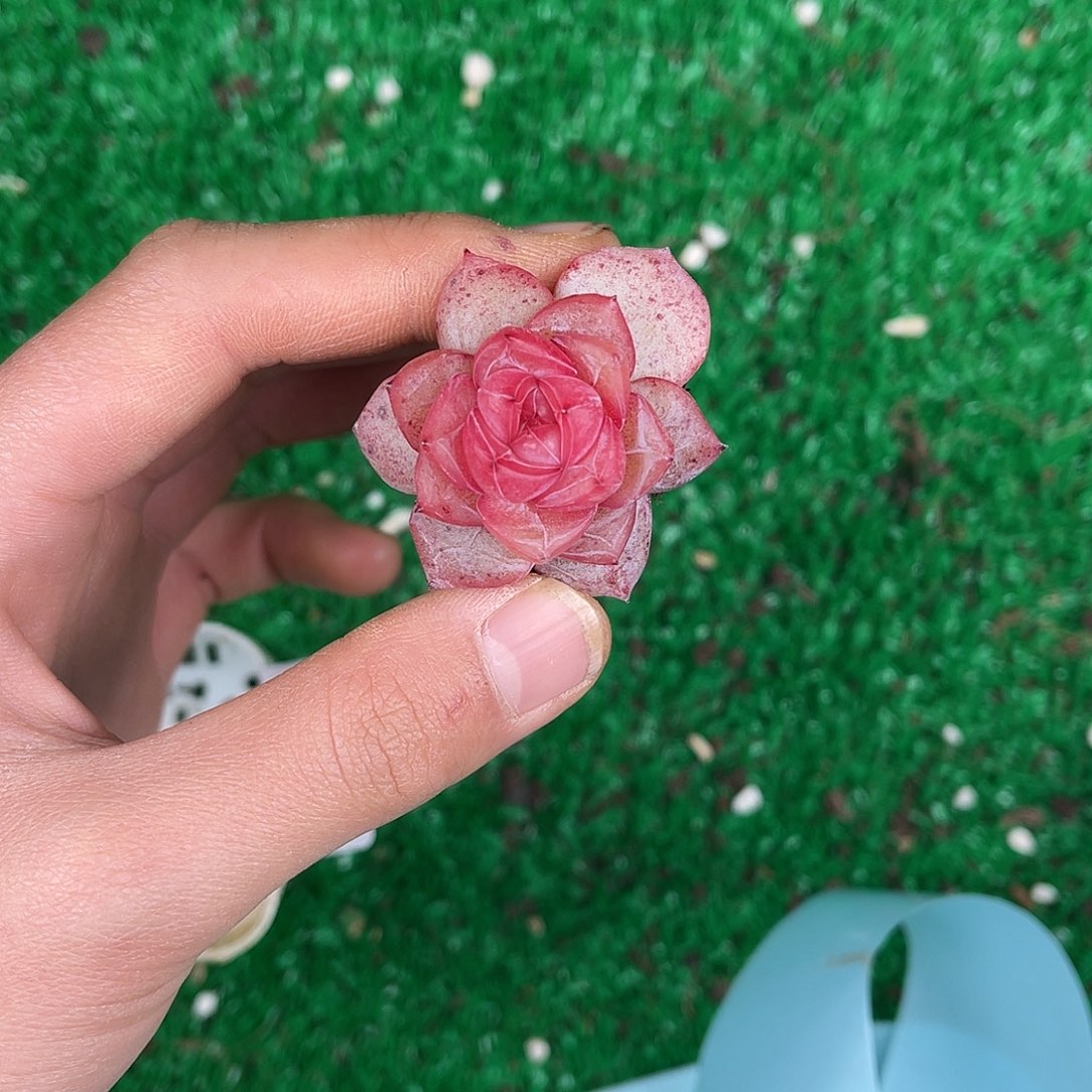 苹***儿多肉一物一拍28-222