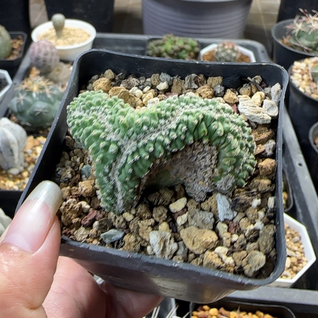 011实生瑕疵菊水缀化多肉