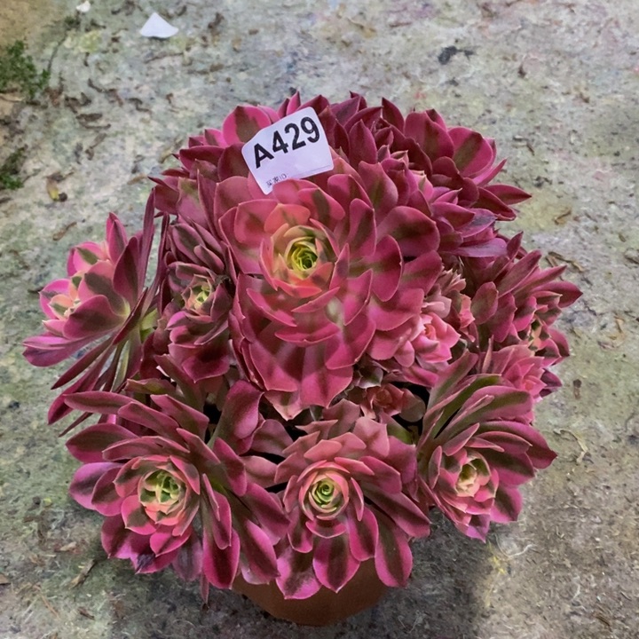 女巫多肉植物429