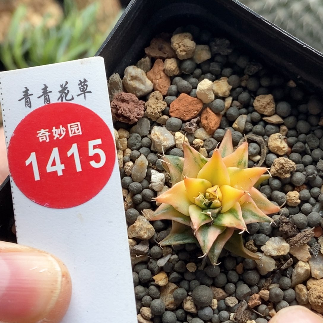 实生帝冠锦2.6cm