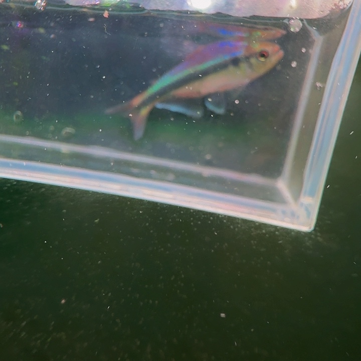 W***文灯科鱼A05-13 幻彩青魔鬼4cm+ 1条