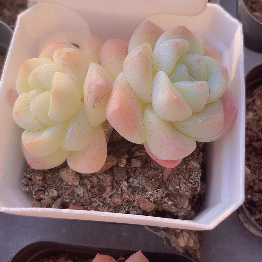 小老桩冰玉a053一物一拍