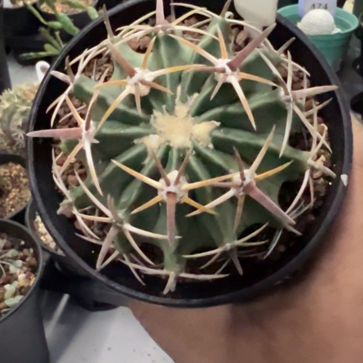 完全开放实生凌波带盆发