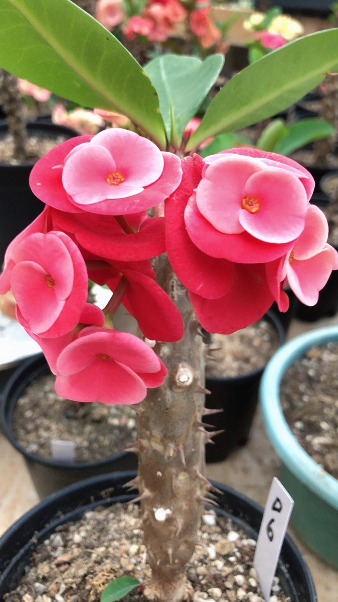 泰虎花友专拍链接 