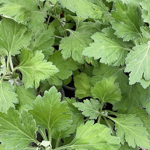 完全开放食用菊黄金球大苗一物一拍