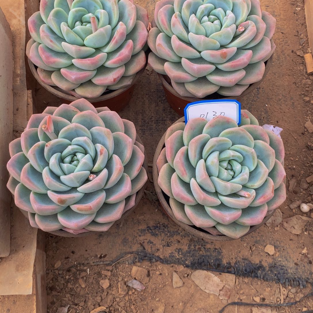 梁*玲冰玉单头多肉植物