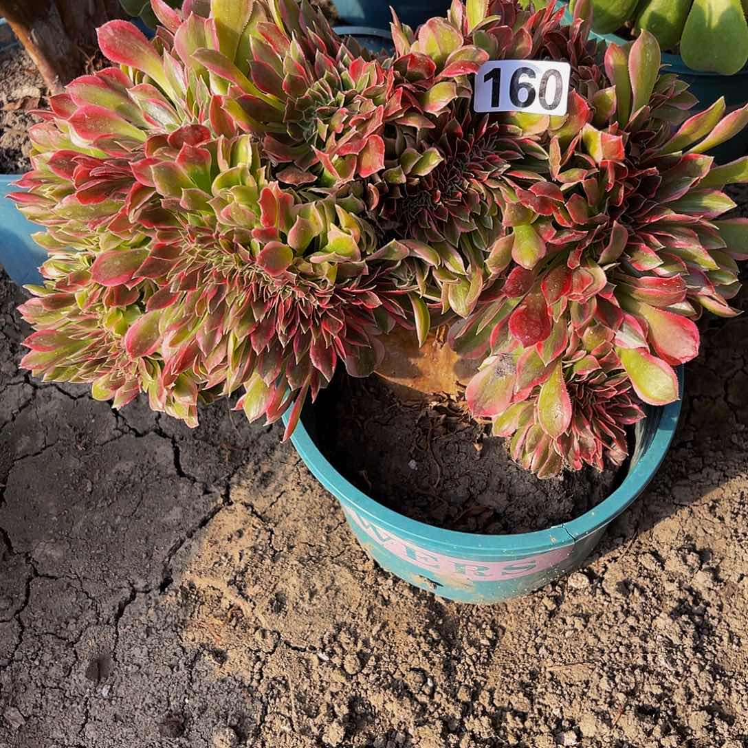 法师法师15-24包邮法师