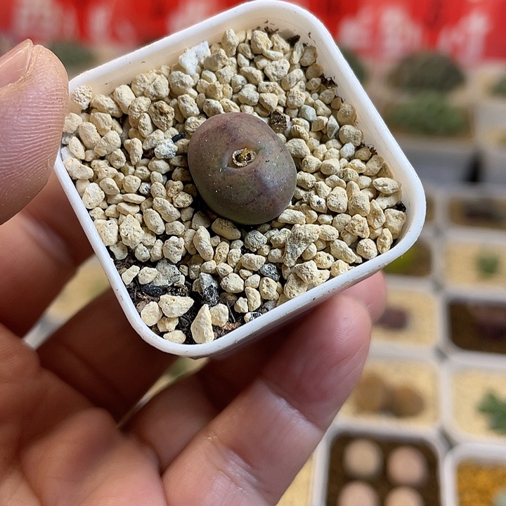 佳人园艺多肉生石花毛杂712