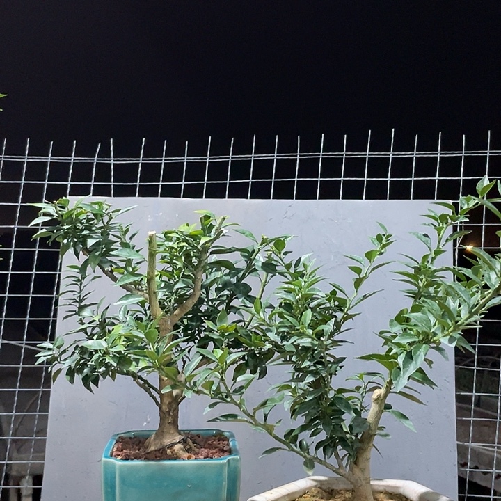 不***。完全开放八房柑开花香挂果长