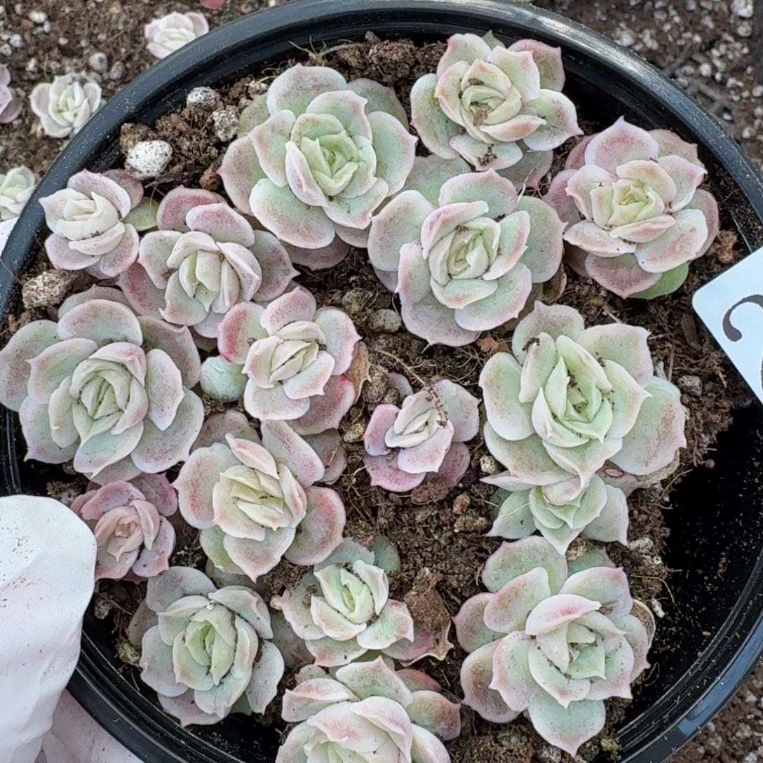 多肉植物多肉植物223