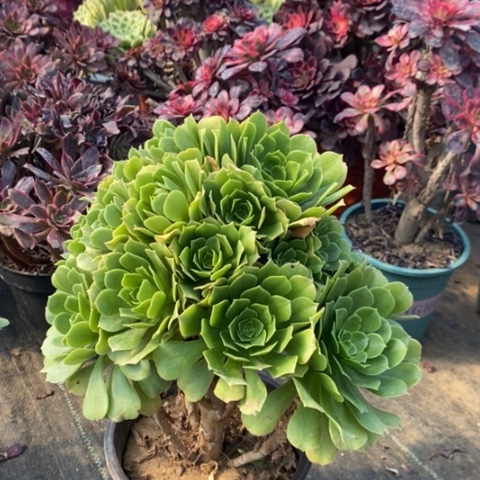 绿羊绒多肉植物026