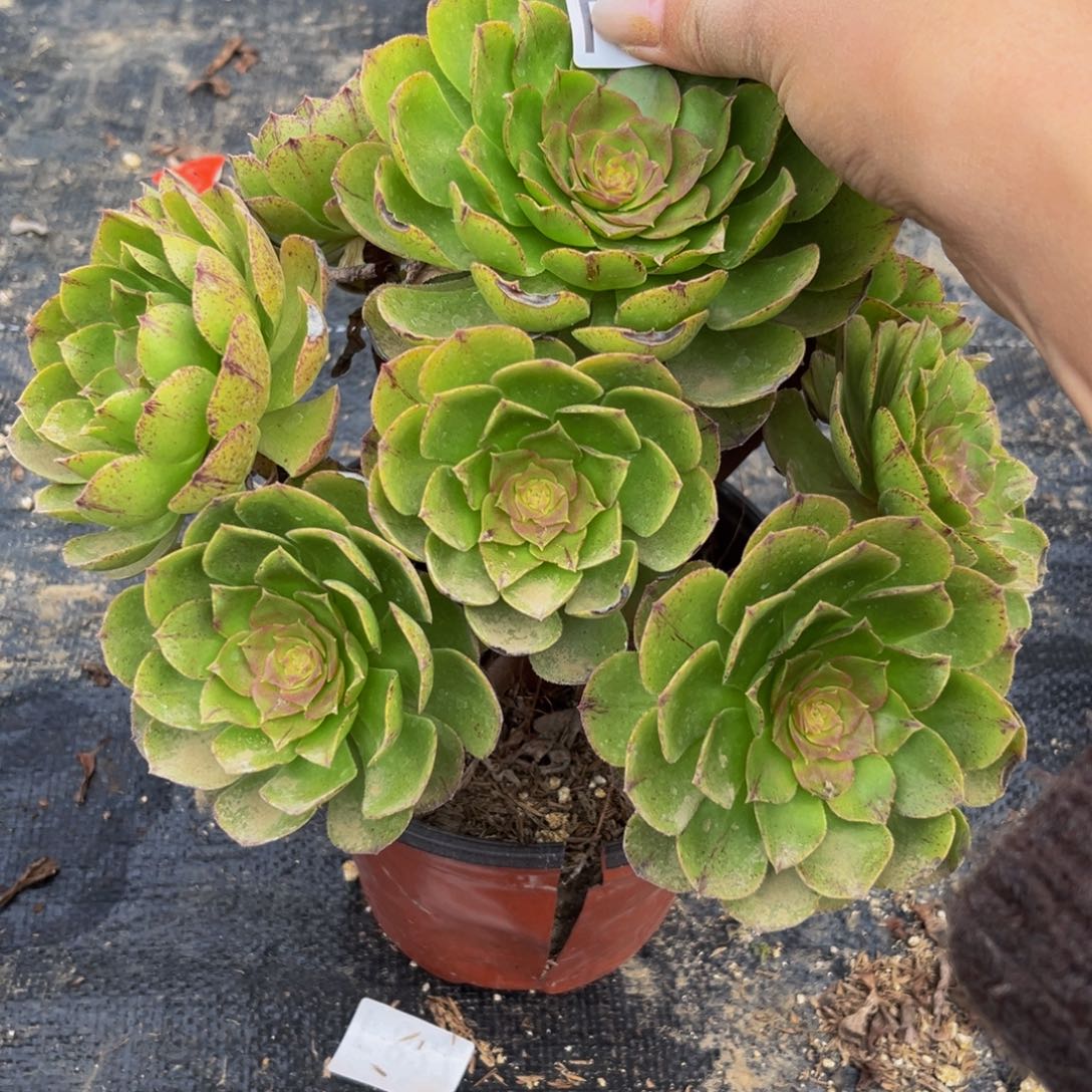 905多肉植物一物一拍