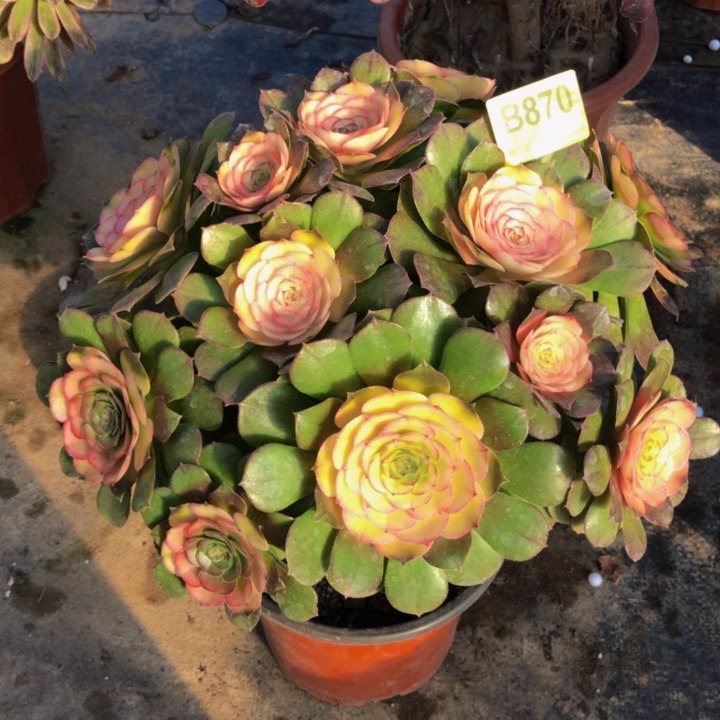 万圣节多肉87000000000000