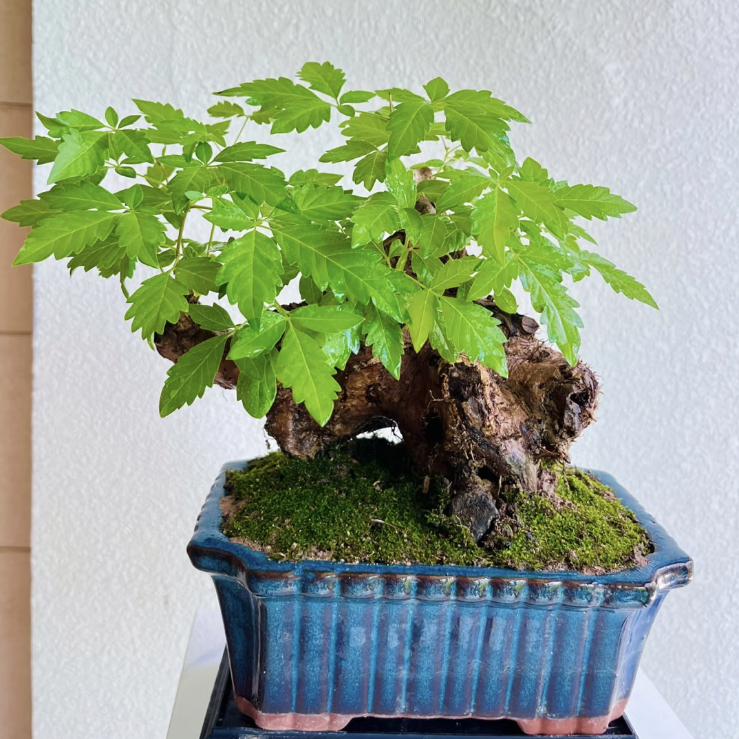 黄荆盆景素材 补差价