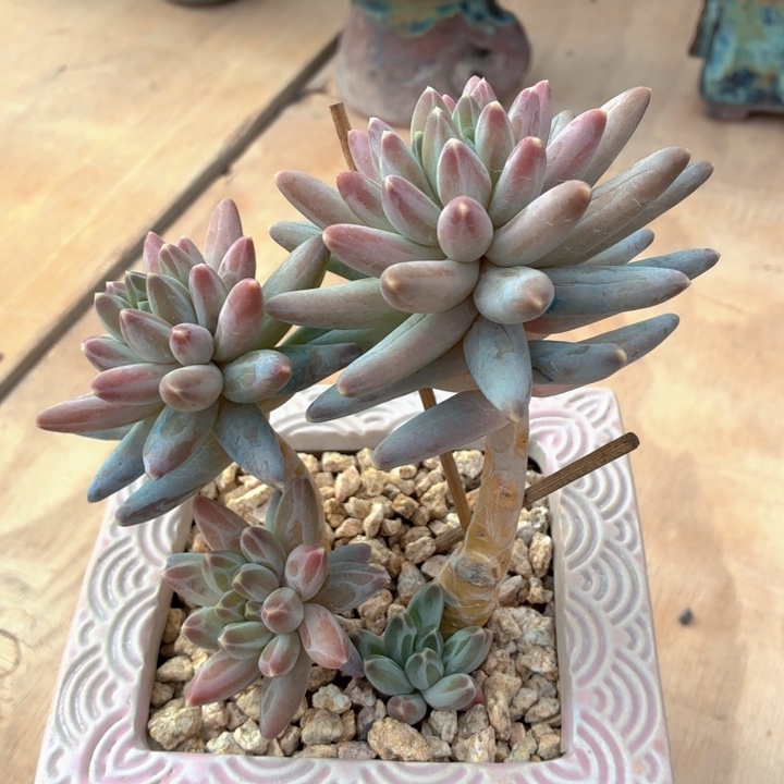 多肉植物 伊卡鲁斯-4