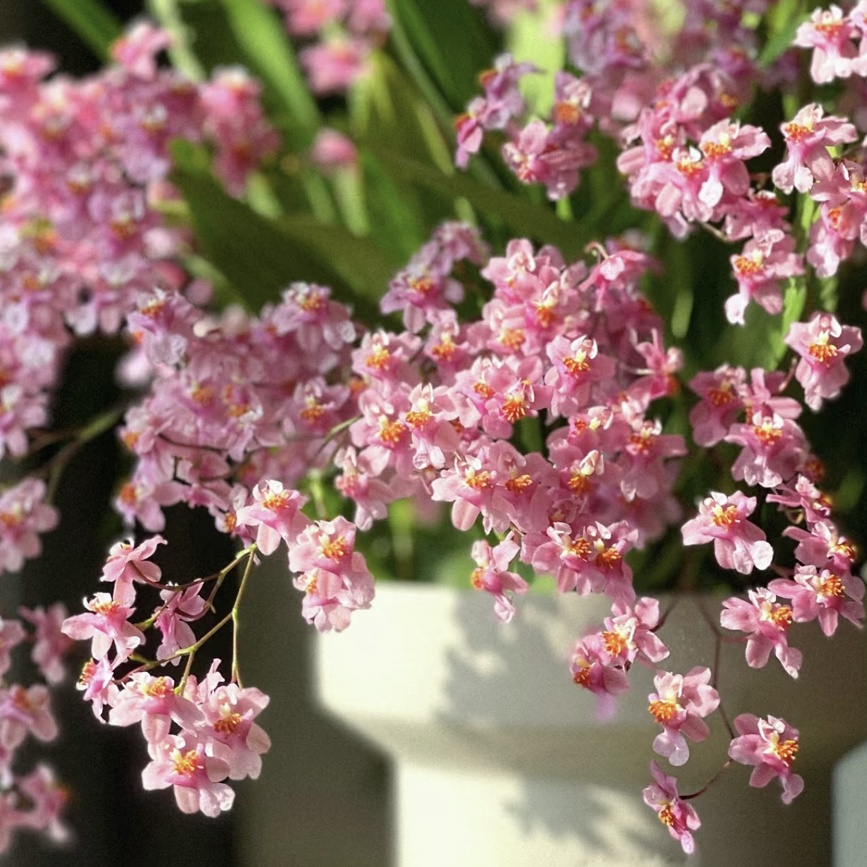 【十五支花剑起（特A）】光宗粉梦香兰盆栽清香花卉室内易养护发货快