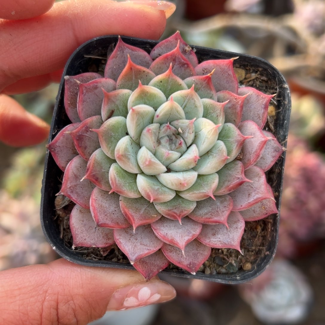 多肉植物多肉植物