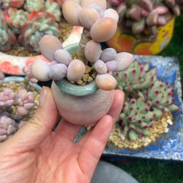 蛋黄奶老庄带盆发货……