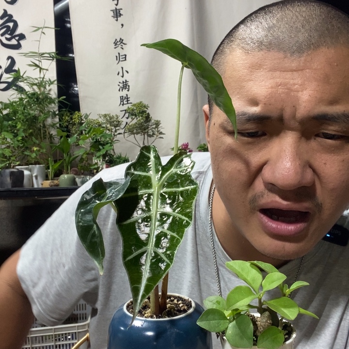 无花朵退款拉黑拉黑168