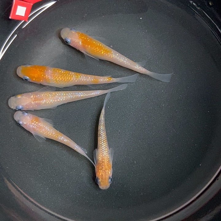 青鳉鱼墨子的鱼5号星光