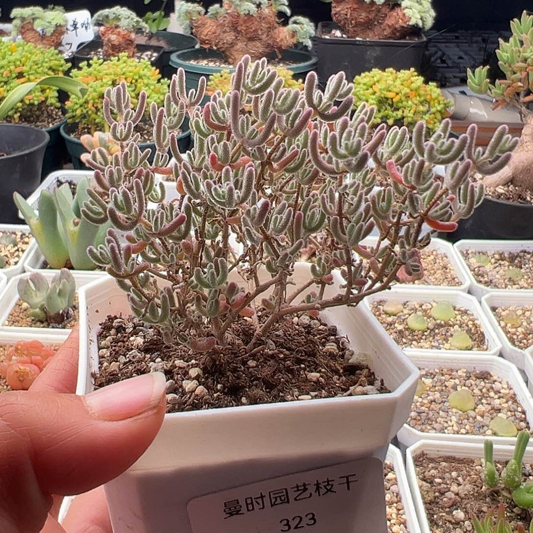 323号冰晶杂11.28多肉