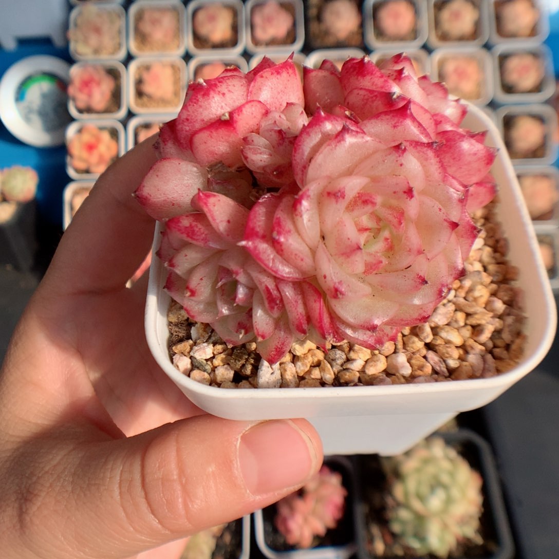 多肉。 麦秆。   9