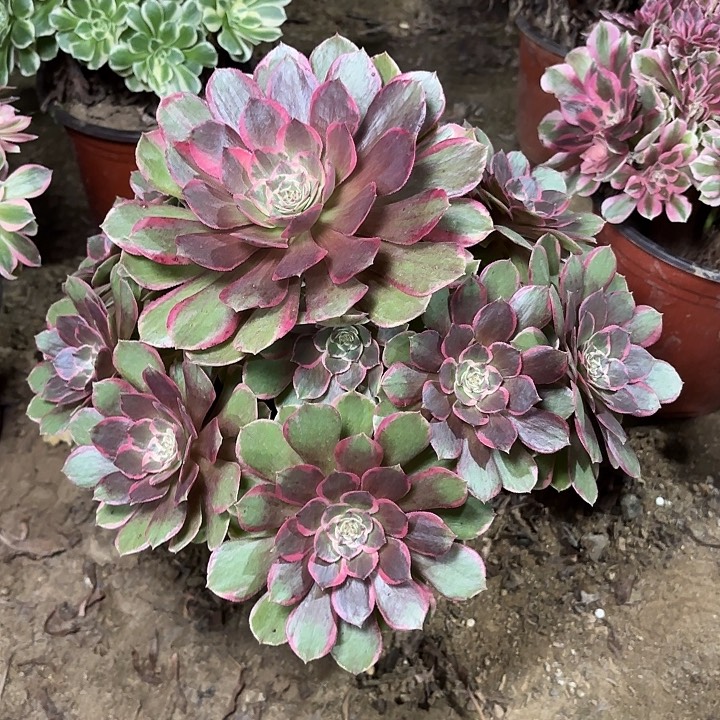 多肉植物莲花座07