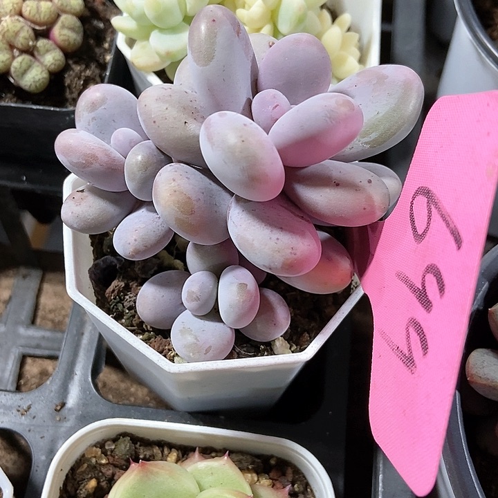 多肉植物原始奶699