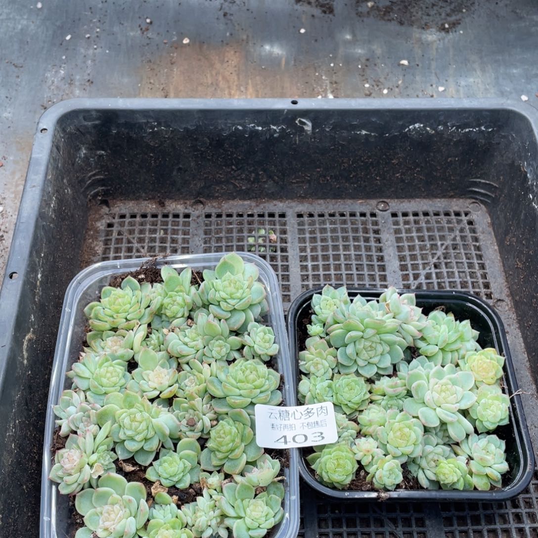 云糖心多肉植物493