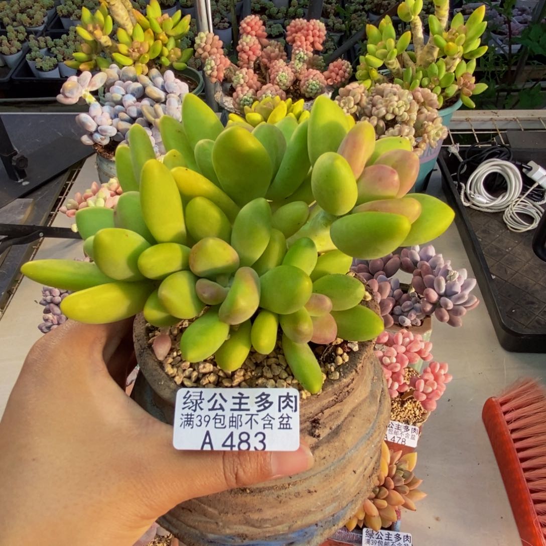 483芒果奶多肉10c m