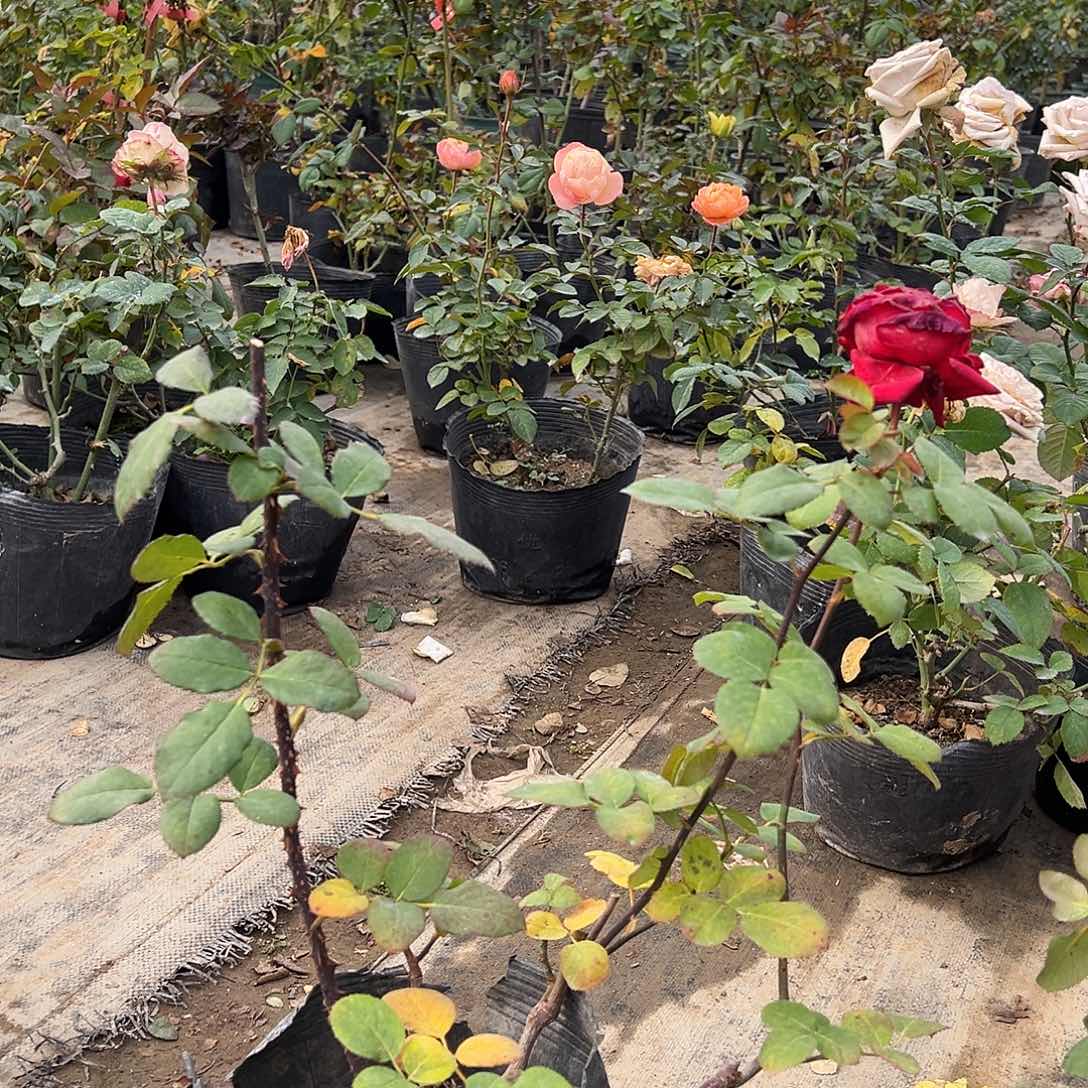 当前无花栽培后可以开花