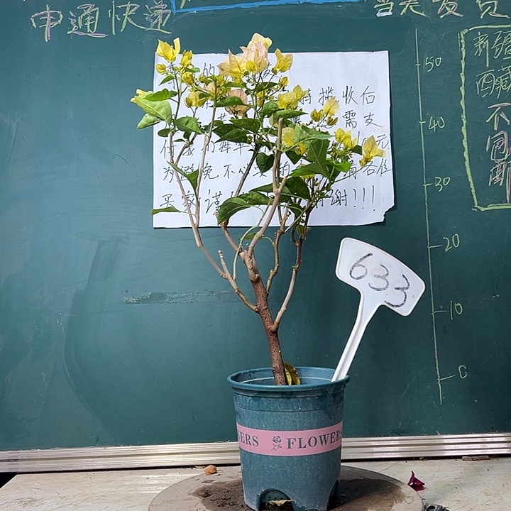 完全开放  黄玫瑰  633