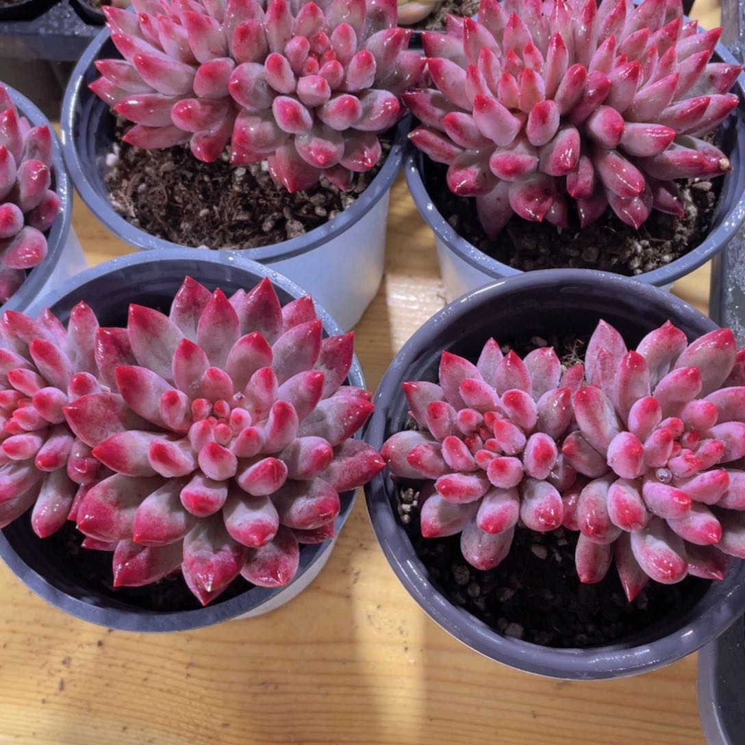 1434号 全状态飘枝虞美人