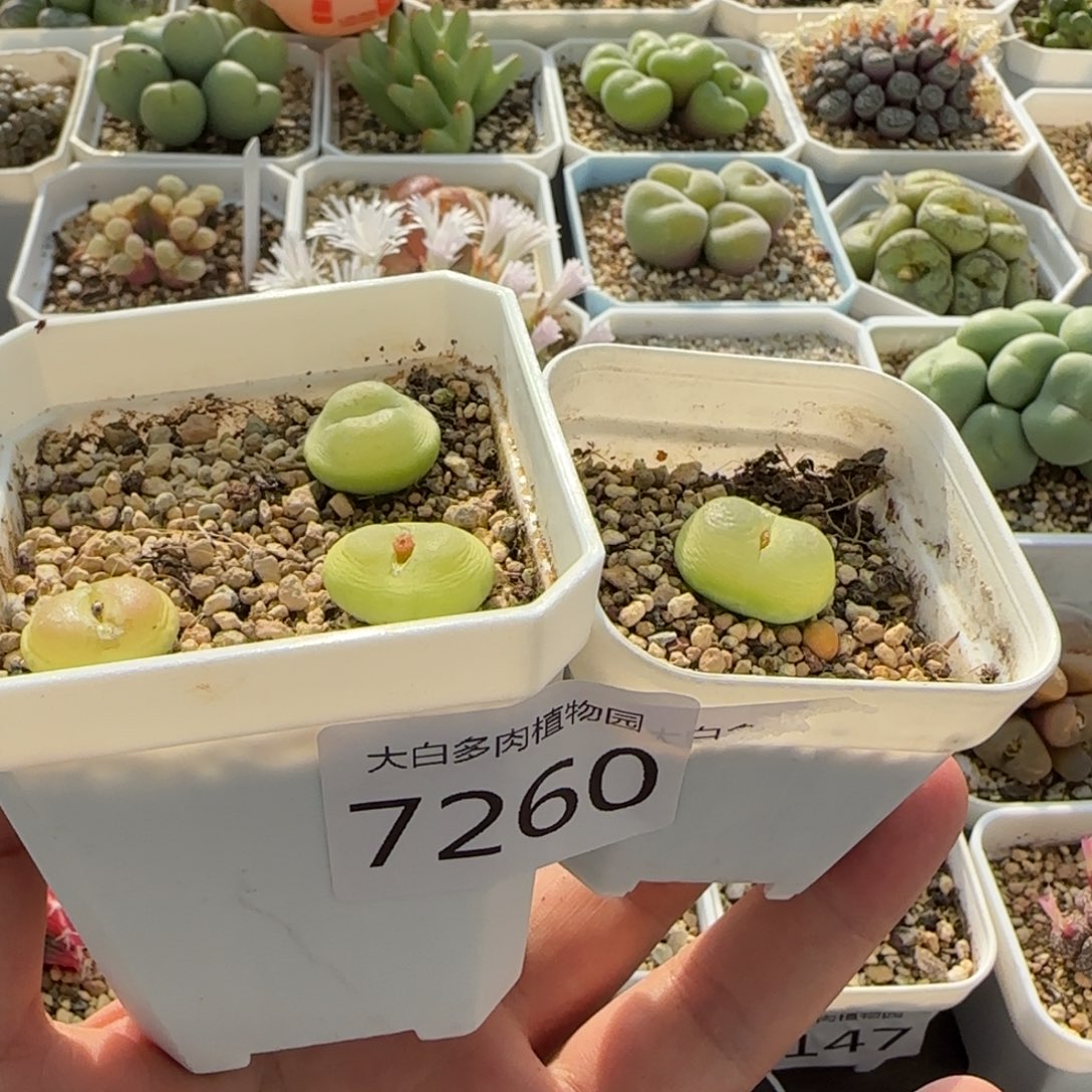 蓝***子7260 大白多肉植物园