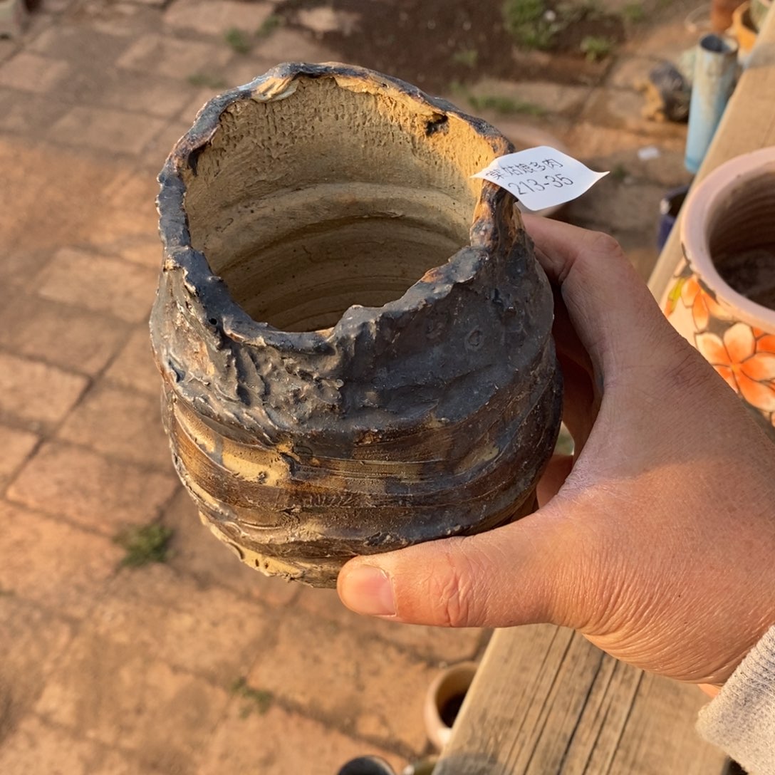 红陶恩35号多肉盆一个呀