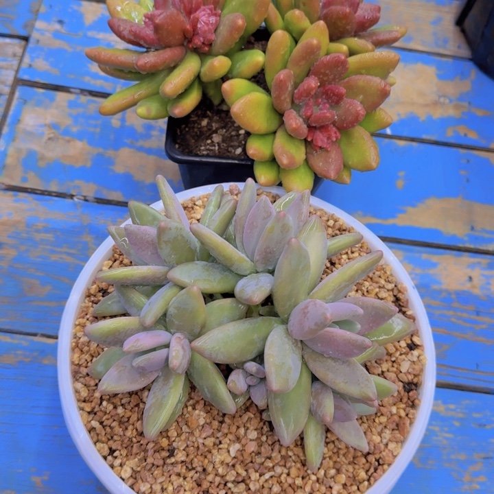 䒕*精芒果奶企鹅666666