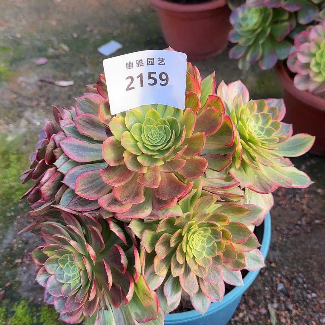 多肉植物莲花2159